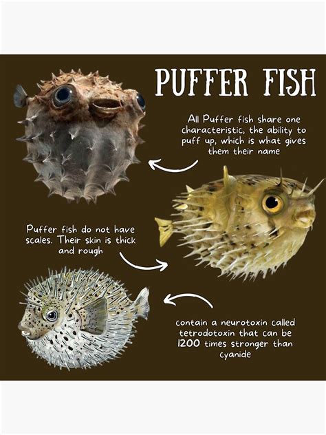 Image result for Puffer Fish Fun Facts