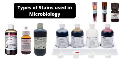 Image result for Simple Stain Procedure