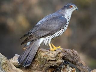 Eurasian Goshawk (Northern Goshawk) - eBird