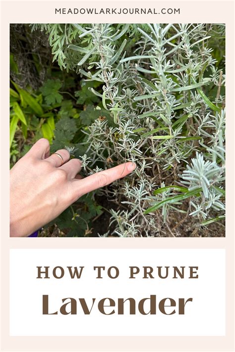 Lavender Pruning Tips 的图像结果