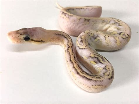 Image result for Inferno Ball Python