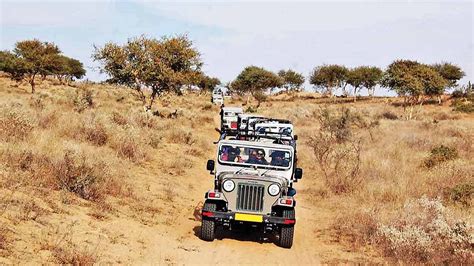 BISHNOI VILLAGE SAFARI JODHPUR (2026) All You Need to Know BEFORE You ...