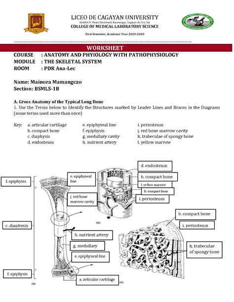Anatomy Of Typical Long Bone