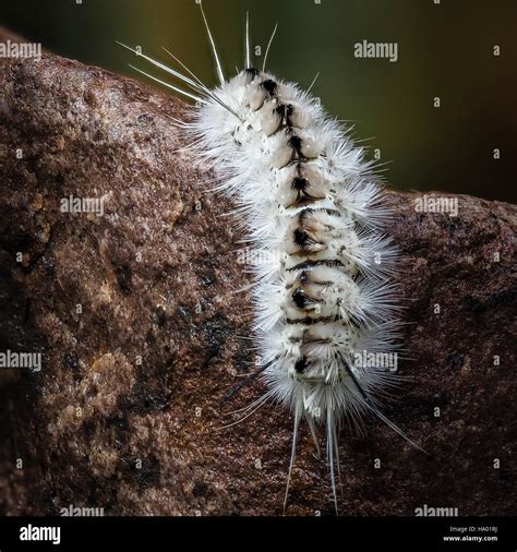 Are The White Caterpillars Poisonous at Marcus Glennie blog
