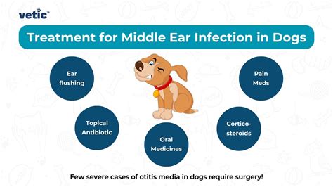 Ear Infection Dog Prednisone at Helene Winkleman blog