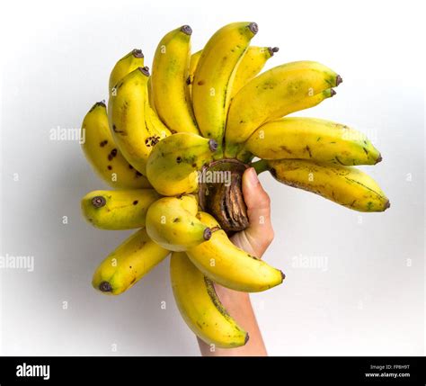 Gros Michel Banana