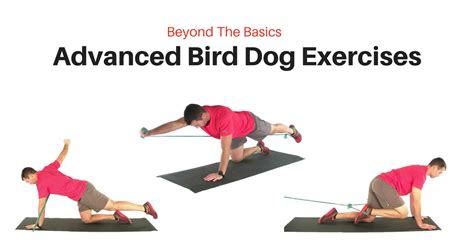 Bird Dog Exercise Move 的图像结果