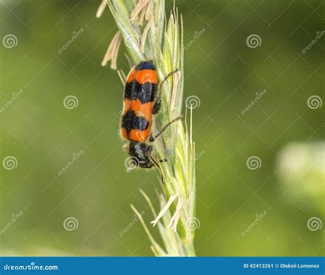Black And Orange Beetle
