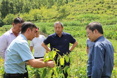 夏雪山副校长带队到宣威市羊场镇调研指导乡村振兴工作-昆明理工大学