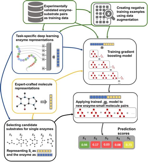 Enzymes Examples 的图像结果