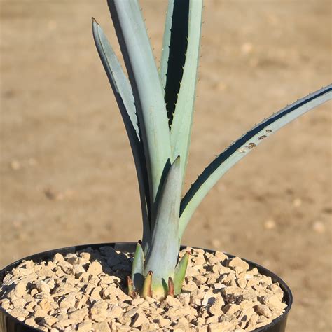 Shop Blue agave 'Tequila Plant' Agave Tequilana - Care and Info ...