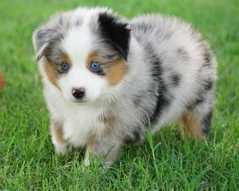 Lindsey's Aussies | Miniature Australian Shepherd Breeder | Lawton ...