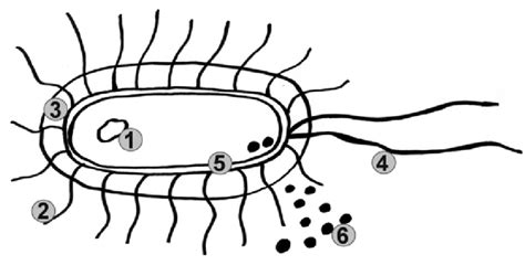 Uropathogenic E. coli: (1) Bacterial chromosome with pathogenicity... | Download Scientific Diagram