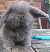 Image result for Lilac Holland Lop