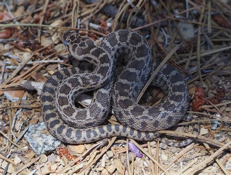 Image result for Gopherhawk Snake Probe