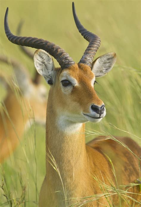 Real wildlife: Catching a glimpse of Uganda’s animals | Local News | fremonttribune.com