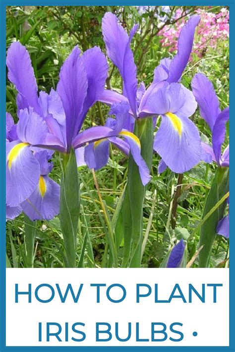 Iris Plant When To Move at Michael Brehm blog