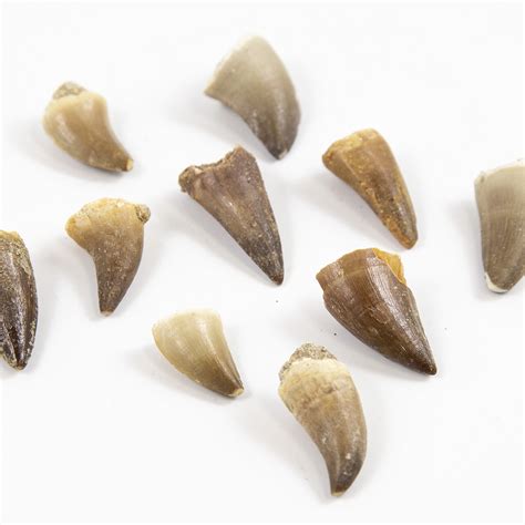 Museum Quality Mosasaurus Teeth Genuine Mosasaur Dinosaur Tooth From ...