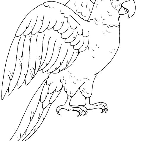 Image result for Simple Parrot Cartoon Drawing