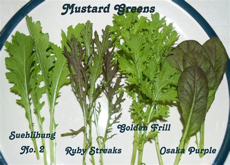 What Are Mustard Greens