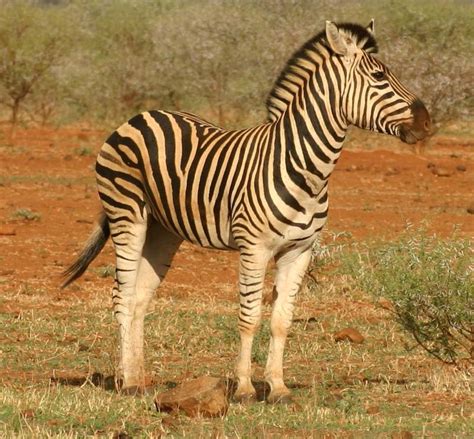 zebra 的图像结果