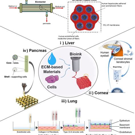 Tissue engineering Applications 的图像结果