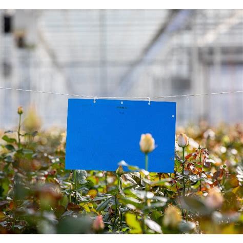 Koppert Horive Large Blue Sticky Trap – Agriplex