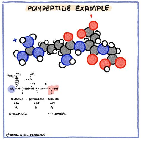 Image result for What Is Polypeptide