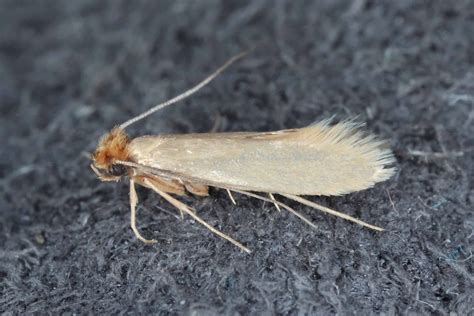 Do Moths Really Eat Clothes? The Truth Revealed - A-Z Animals