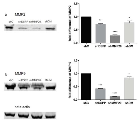 Effects of DSPP and MMP20 Silencing on Adhesion, Metastasis ...