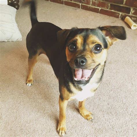 Chihuahua Beagle Terrier Mix