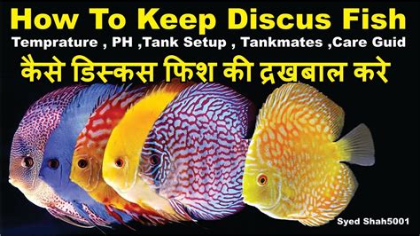 Image result for Discus Fish for Beginners