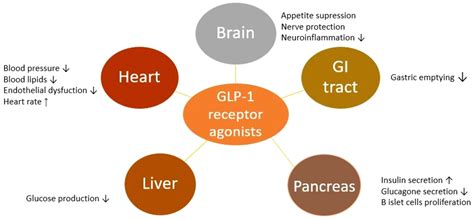 Frontiers | The benefits of GLP1 receptors in cardiovascular diseases