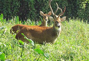 Lion-tailed Macaque - The National Parks of India