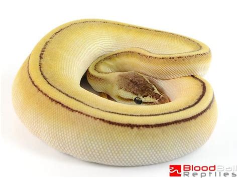 Image result for Butter Ball Python Morph