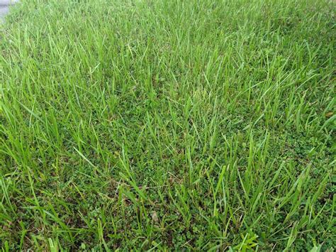 Is Bahia Sod the Right Choice for my Lawn in Orlando, FL?