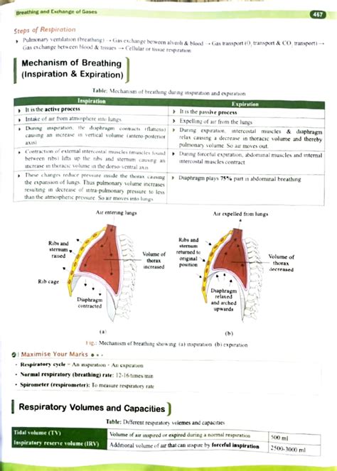 Respiration Mechanisms and Gas Exchange - BIO 467 Lecture Notes - Studocu