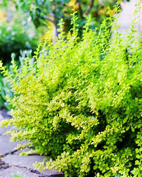 54 Perennial Shrubs & Bushes to Keep Your Garden Gorgeous All Year ...