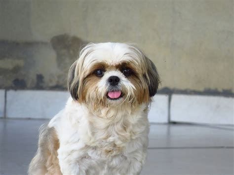 Shih Tzu Lifespan - What to Expect & How to Help a Shih Tzu Live Longer ...