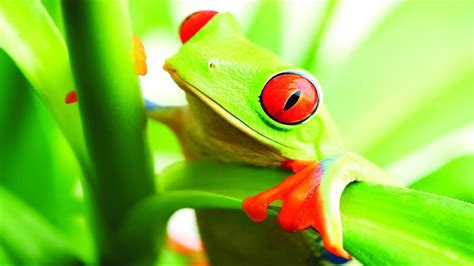 Tree Frog Desktop 的图像结果