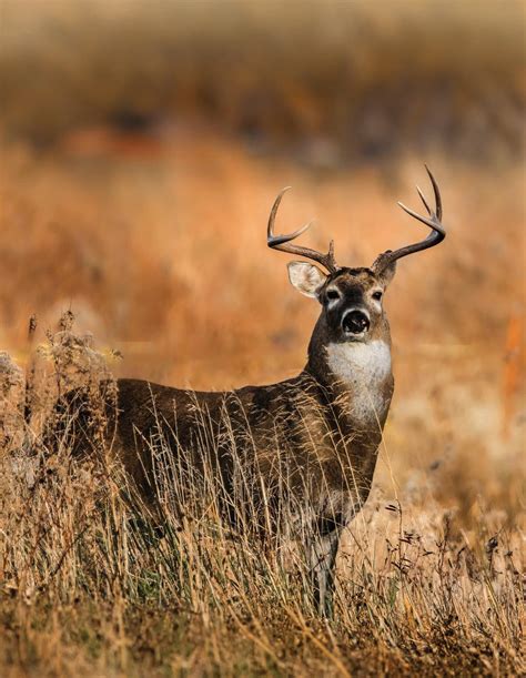 2024-2025 Kansas Fall & Spring Hunting Atlas by Kansas Department of ...