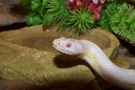 这条罕见的白色蛇可能是一种白色亚种，通体白色漂亮极了！-趣历史网