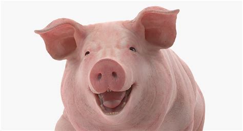 Pig Sow Landrace Walking Pose 3D model | 3D Molier International