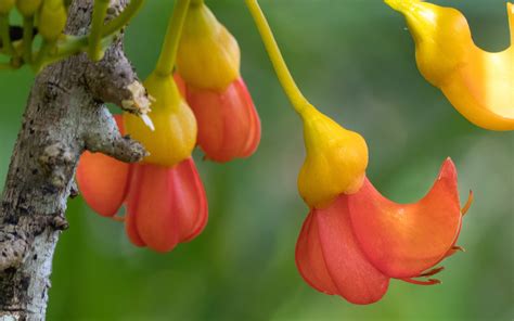 Trees With Poisonous Seeds