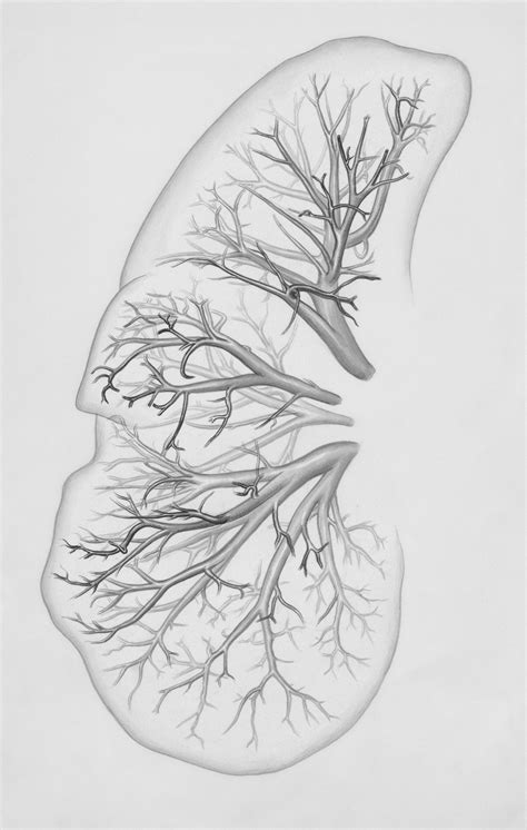 What Is Tidal Volume? Definition, Formula & Example – WP Force SSL