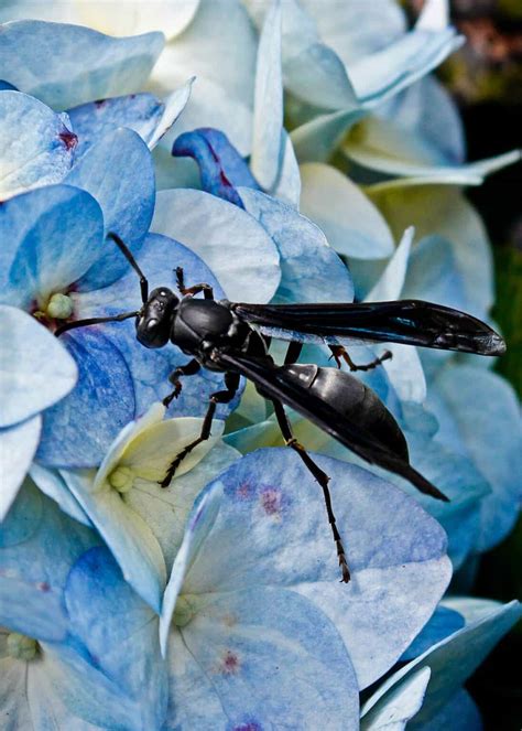 Do Hornets Make Honey? - Beekeeping 101