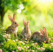Image result for Tradescantiat Baby Bunny
