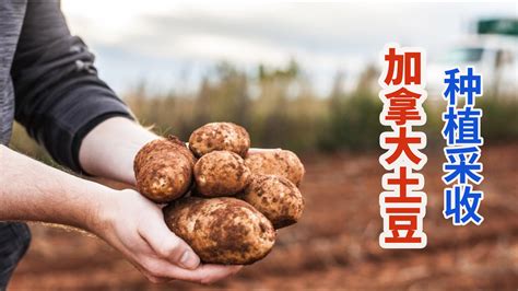新疆土豆丰收季，年产120余万吨，每亩收益约1000多元