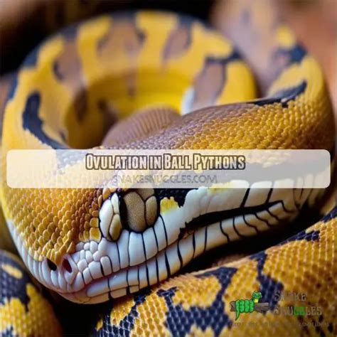 Ball Python Pregnancy 的图像结果