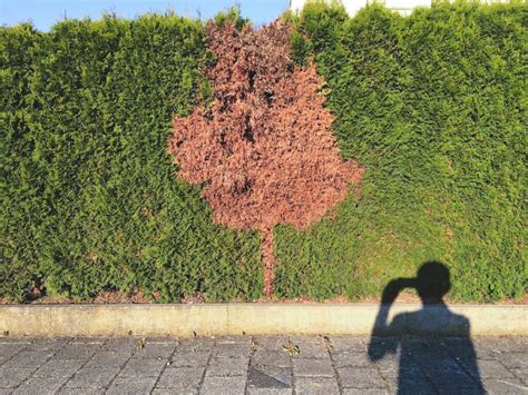 Hedging Example 的图像结果